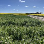 Photo by SE Agronomy Research (@SEAgroResearch)