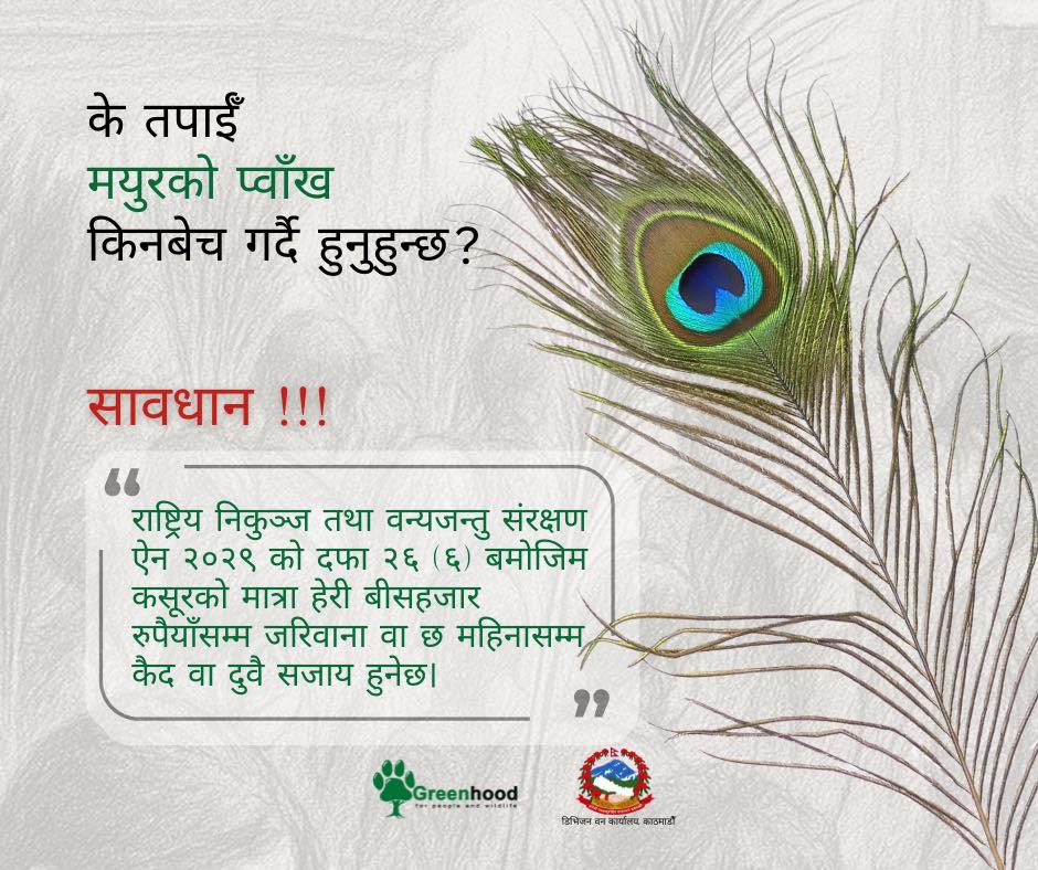 मयुरको प्वाँख यत्रतत्र बिक्री वितरण भइरहेको अवस्थामा डिभिजन वन कार्यालय काठमाडौँले यस महत्त्वपूर्ण विषय उठान गरेकोमा धन्यवाद !

नेपालको कानुनले मयुरको प्वाँख किनबेच र प्रयोग वर्जित छ र सो कार्य गरे बीस हजार रुपैयाँसम्म जरिवाना वा छ महिनासम्म कैद वा दुवै सजाय हुनेछ।