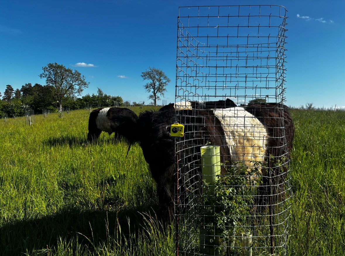 CarbonCallFarm's tweet image. 💬 “We host Carbon Calling every year here and you want to be able to give people the data to prove what you’re actually feeling is changing.”

Our host Tim Nicholson @CactusTreeGuard on using Chirrup.ai bird listening tech. 
#regenag #biodiversity #agritech