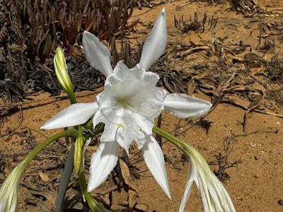 Ancile: PANCRATIUM MARITIMUN,  AZUCENA DE MAR,  DE ANTONIO... franciscoacuyo.blogspot.com/2025/08/pancra…