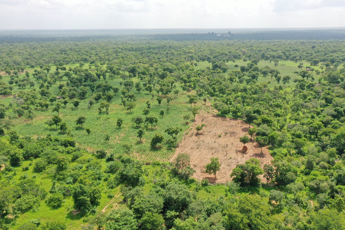 ghwildlifesoc's tweet photo. 🌍 #FieldUpdates from the AfricElle Project, funded by @NABU_de
From mapping degraded lands to training 164 locals in leadership and natural resource management, we’re making steady progress.
📸 Swipe for scenes from the field!
#AfricElleProject https://t.co/ku52kqvXCq