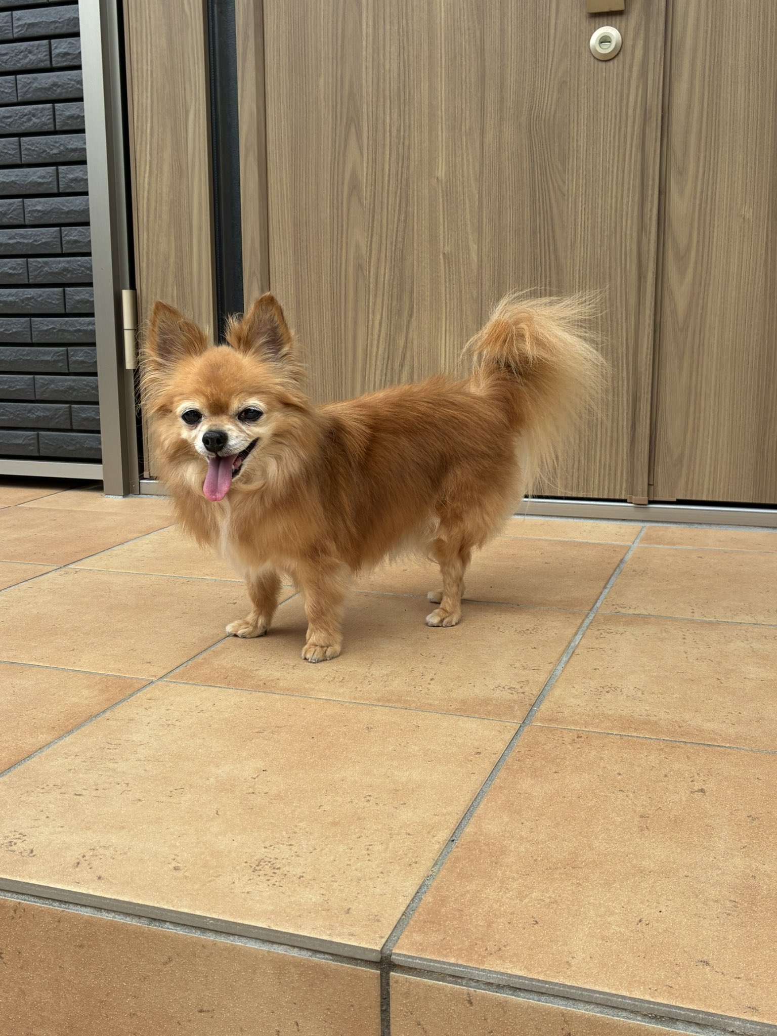 チワワ王子 - البحث / X