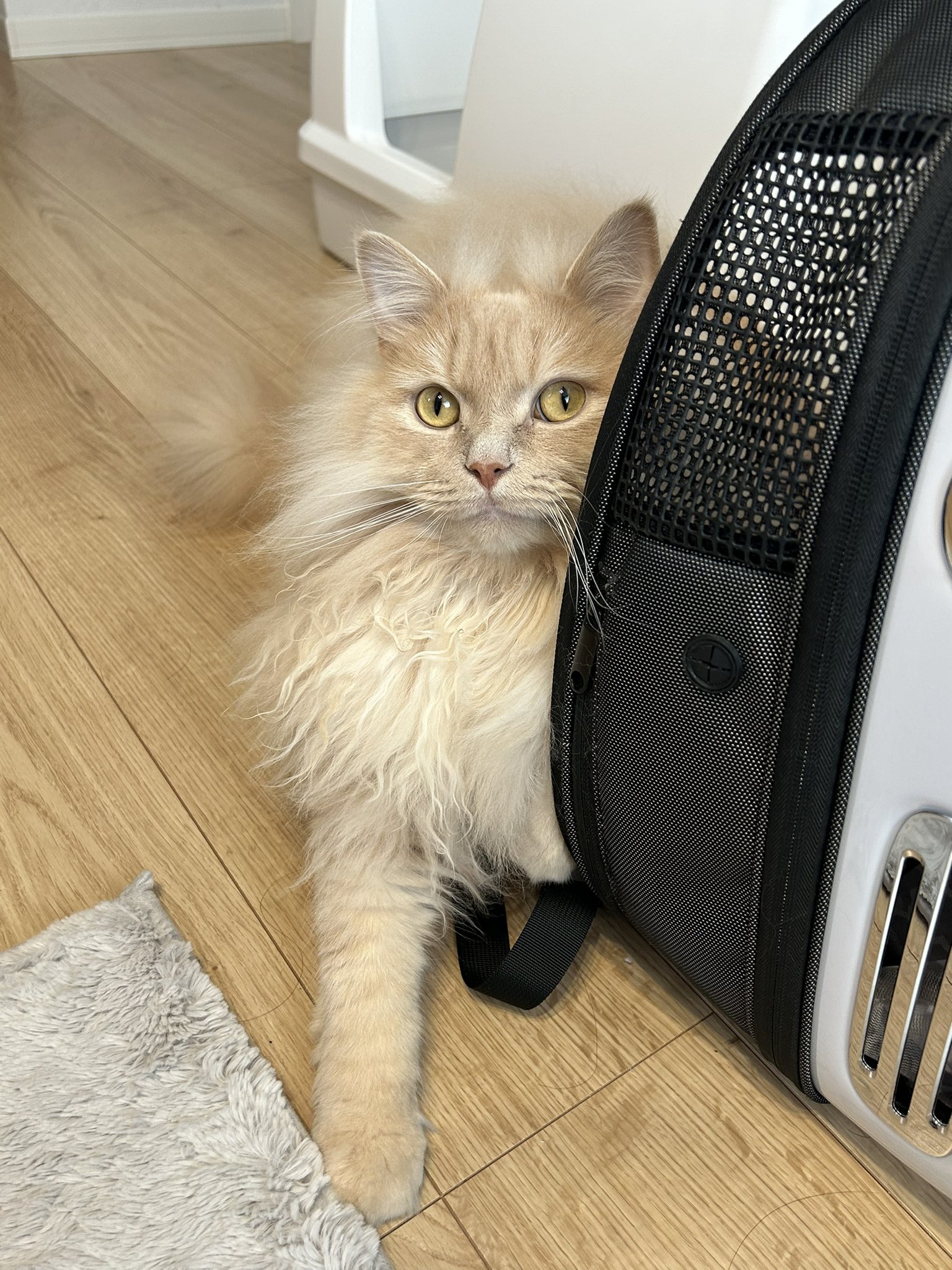 サイベリアンのむぎ🐈🐾 on X: 