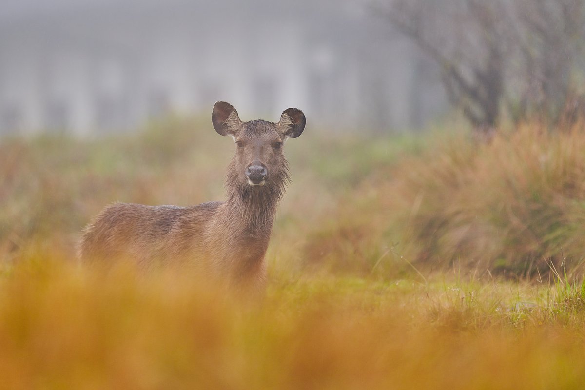 Kamalak Kannan BV (@bownaankamal) on Twitter photo The Sri Lankan sambar is the largest deer species in Sri Lanka, with adult males often sporting impressive, rugged antlers that can grow up to a meter in length, making them a striking sight in the wild.
Photo by <a href="/bownaankamal/">Kamalak Kannan BV</a>
.
.
🦌 Horton Plains | Sri Lanka
.
.
#deer The Sri Lankan sambar is the largest deer species in Sri Lanka, with adult males often sporting impressive, rugged antlers that can grow up to a meter in length, making them a striking sight in the wild.
Photo by <a href="/bownaankamal/">Kamalak Kannan BV</a>
.
.
🦌 Horton Plains | Sri Lanka
.
.
#deer