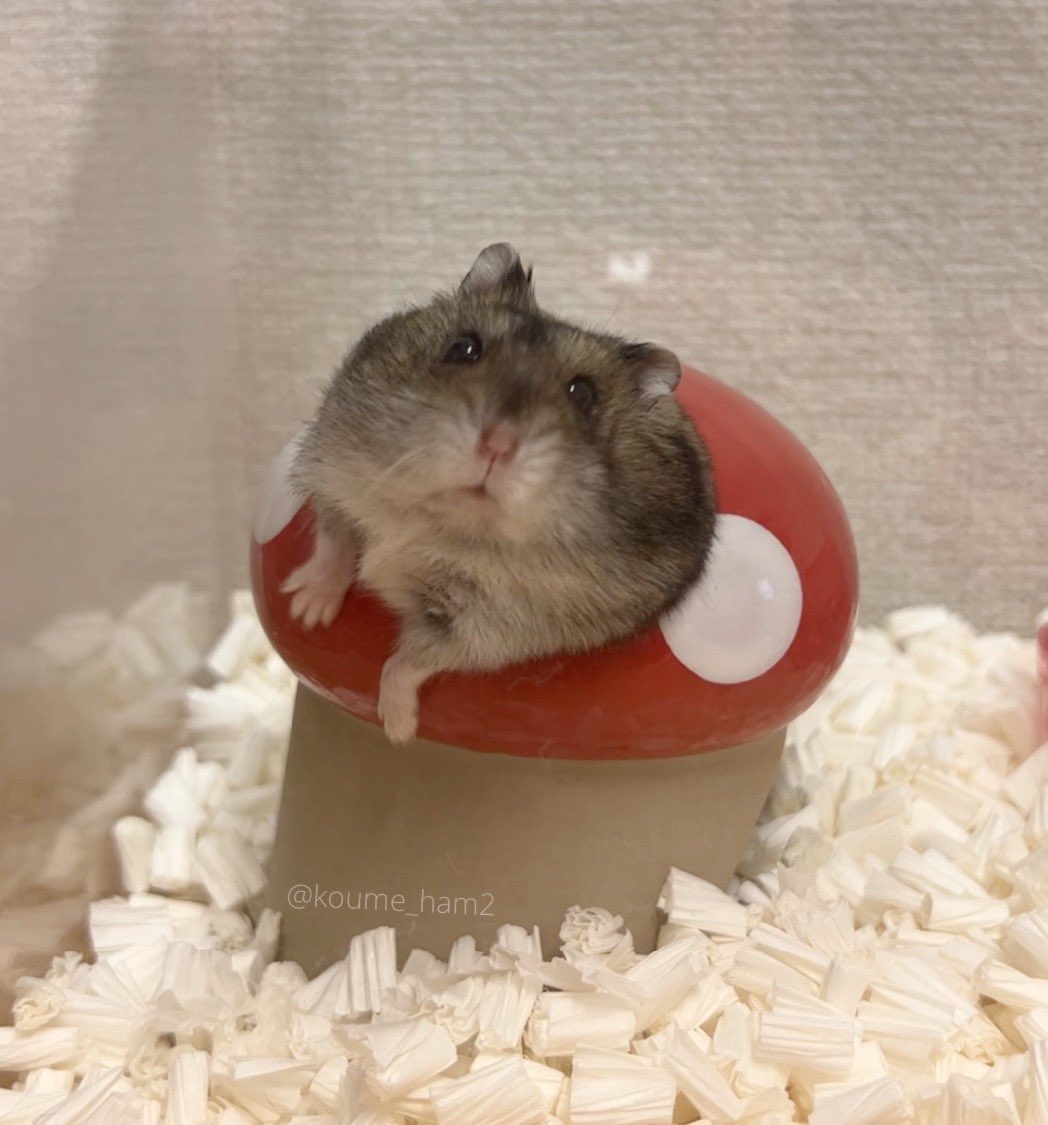 こうめ❀.*・゚なぎ❁⃘*.゚ tweet media