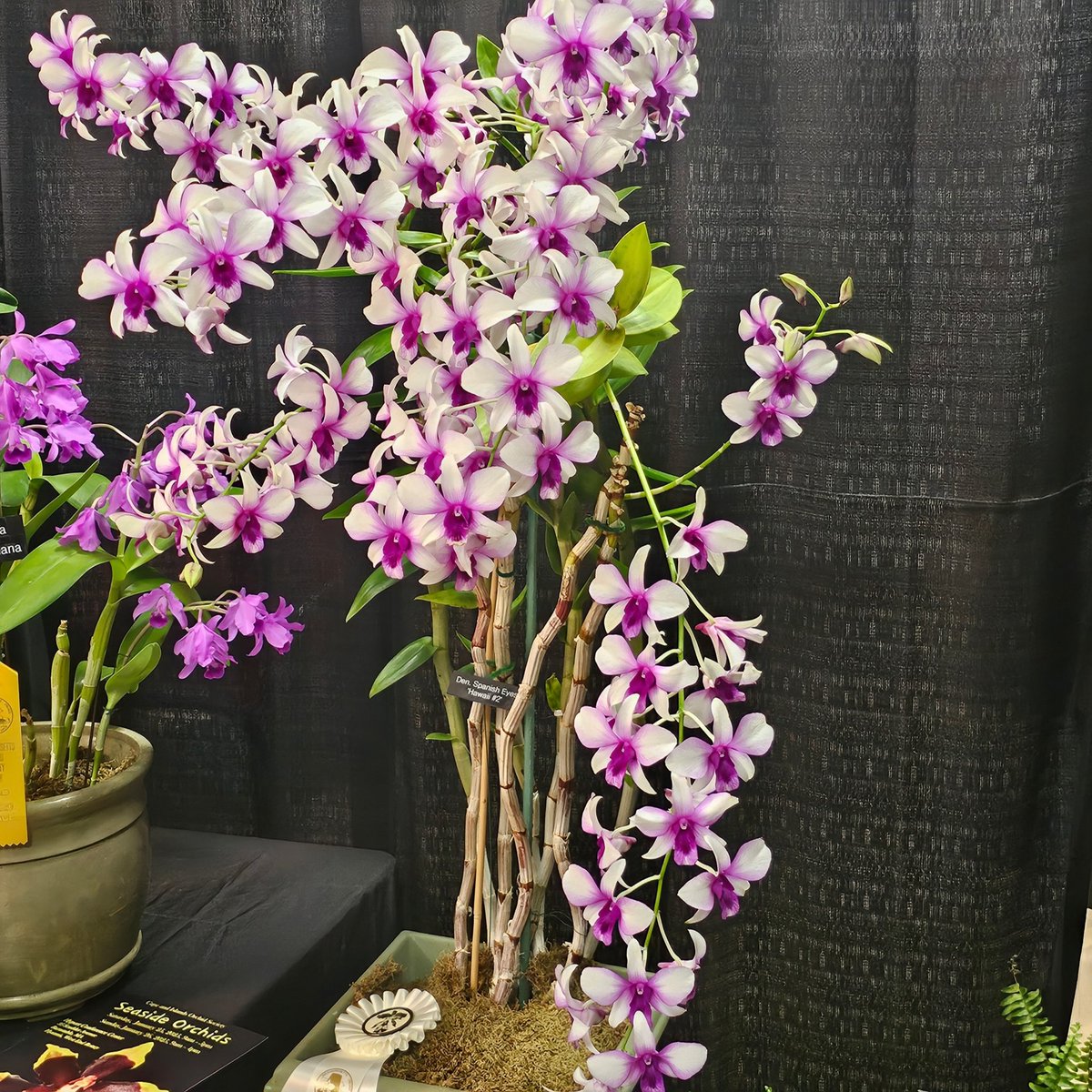 <a href="/_AlleyAwesome/">Alley</a> Happy Birthday 🎂 🥳 🎉 🎈 🎁 🎊