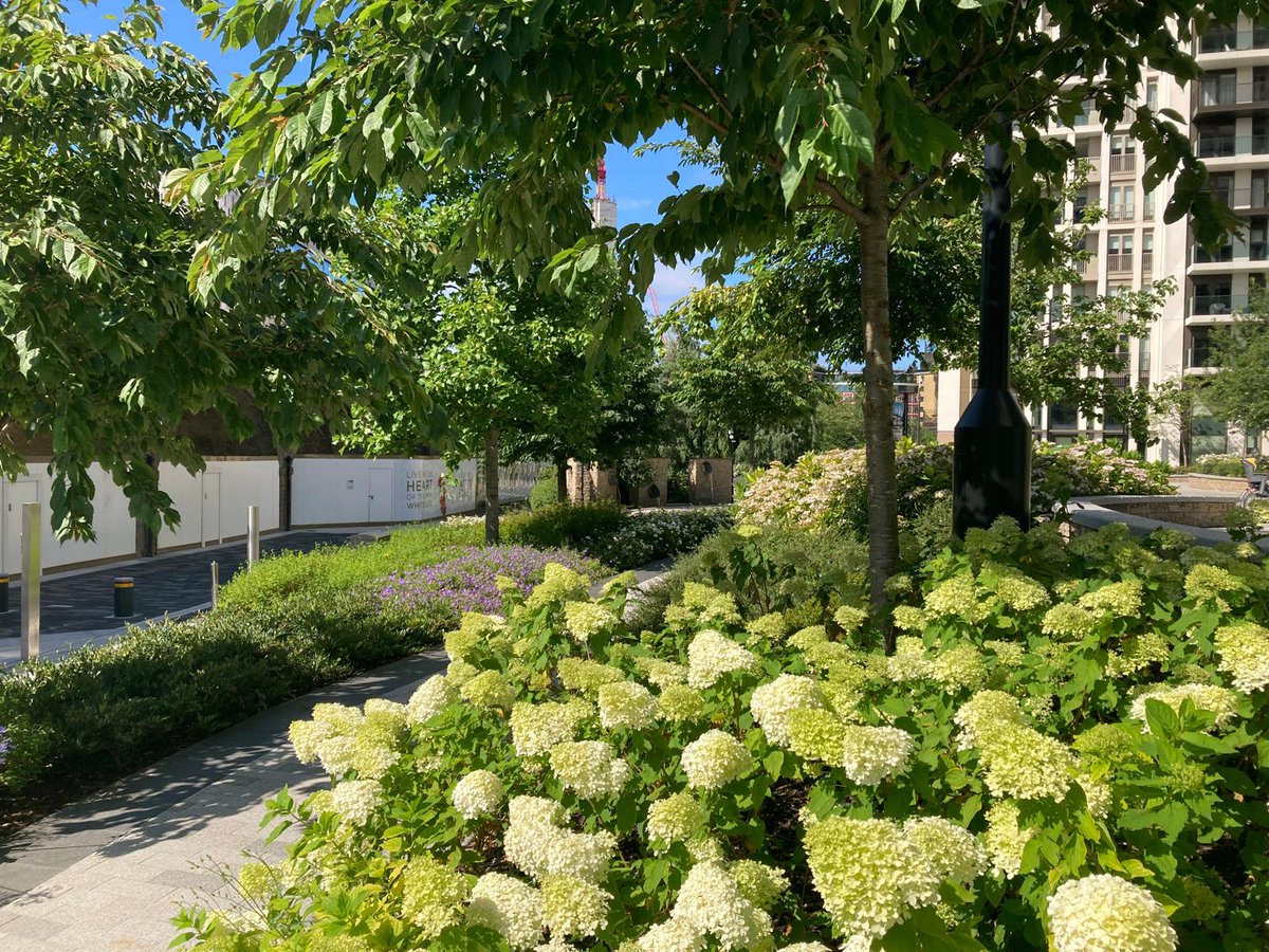 murdochwickham's tweet photo. White City Living, London 🌱🍃
Seasonal planting and green spaces bringing colour, calm and a breath of fresh air to London. Its city living surrounded by nature 🌳 https://t.co/Bbk9HMuznI