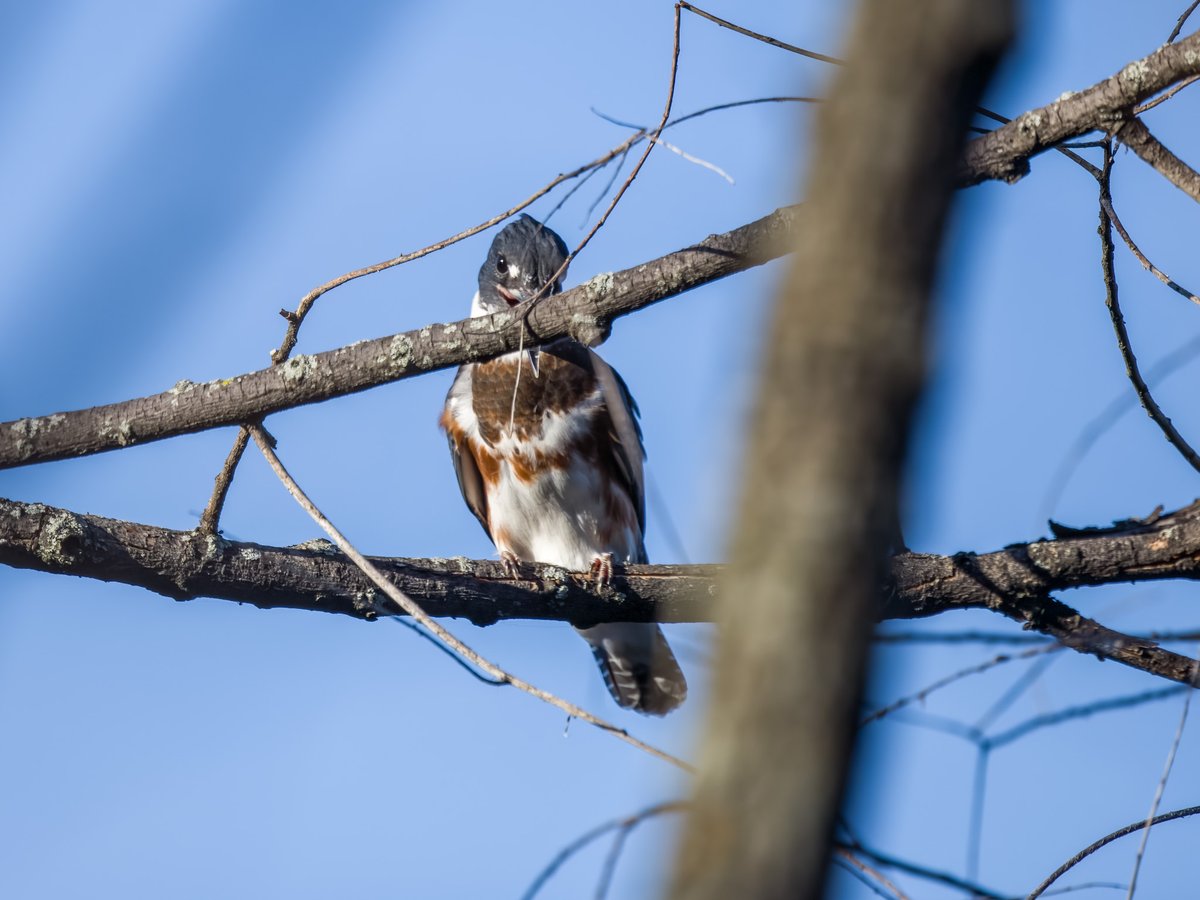 When you’re in a difficult angle you still attempt the shot in fear of not getting any further! Stick happens! #birds #birding #birdsinwild #birdphotography #twitternaturecommunity #Canon #IndiAves #WildlifePhotography #BirdsSeenIn2025