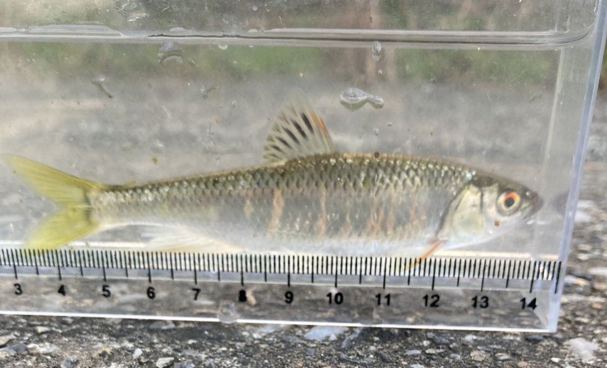 飼育するならこのくらいの子が良い気がしますね。婚姻色全開は慣れにくいし15センチ超える個体は力が強すぎて暴れて口をケガしてしまうんですよね。