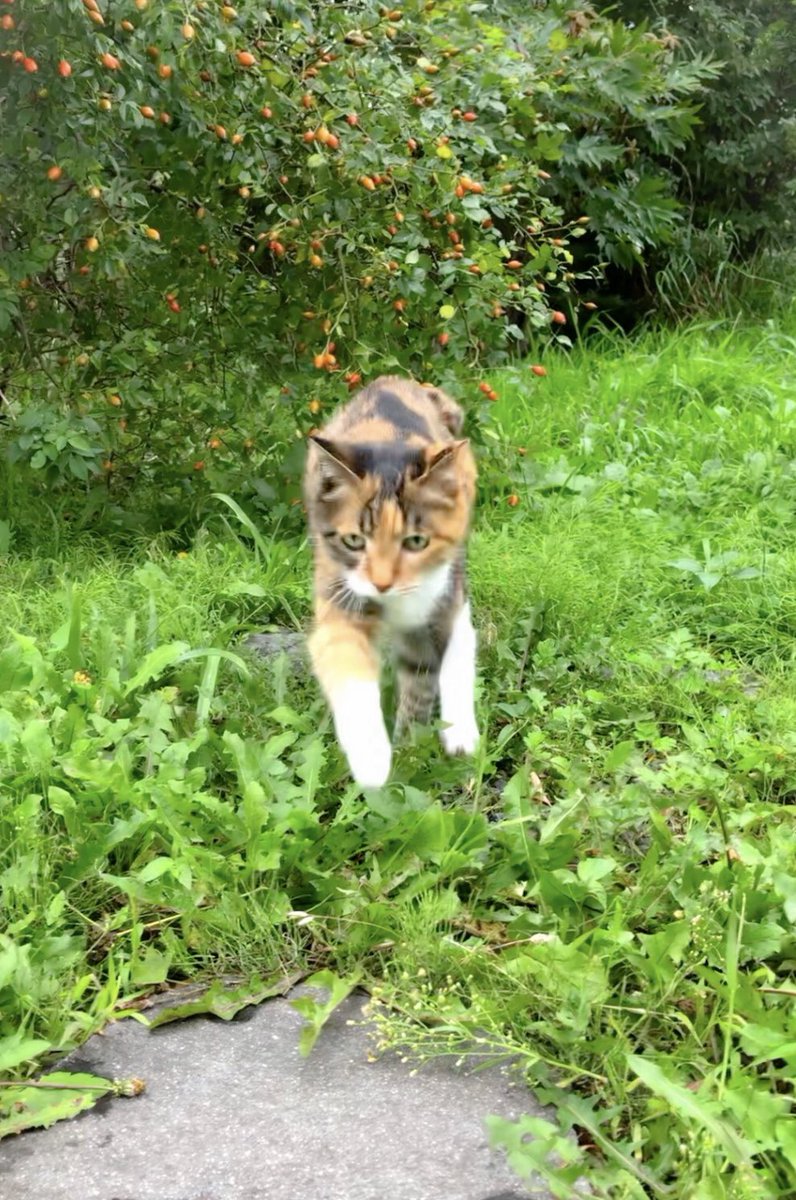 kitten_holic's tweet photo. おかえり〜まくらちゃん💛
#猫 #北海道 #札幌 https://t.co/WNAKcQVvhs