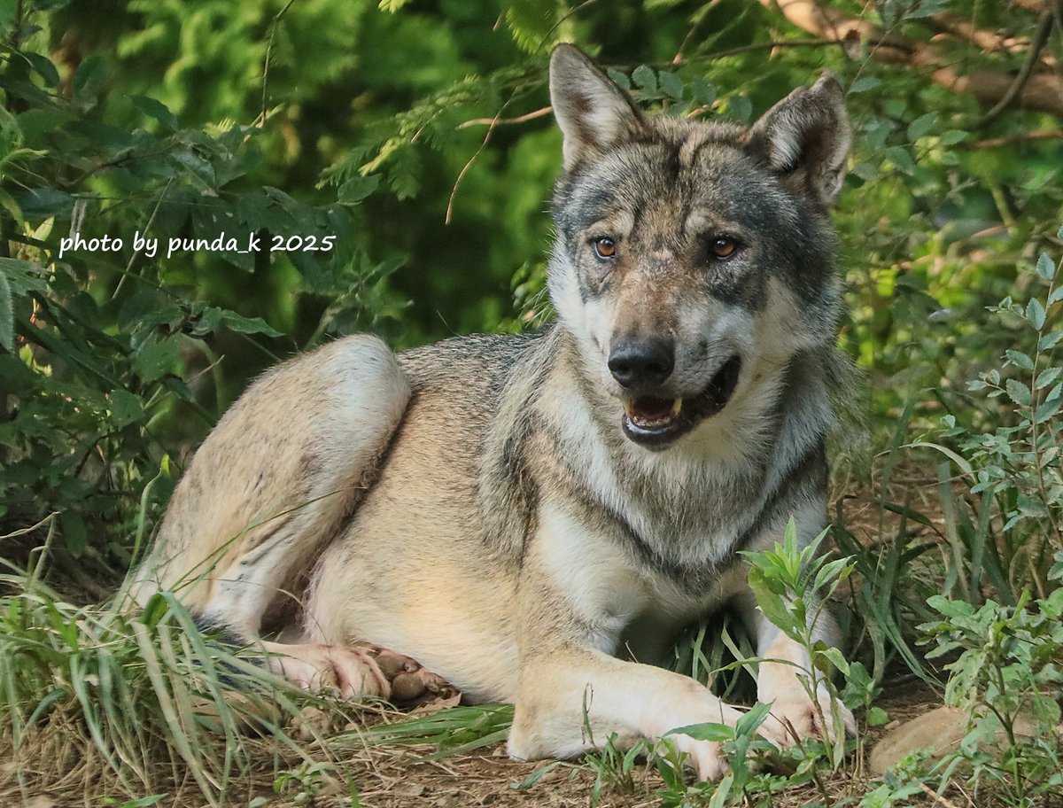 夕暮れ時のカヨラン🐺（📷2025.8/14）
＃多摩動物公園　＃オオカミ　＃カヨラン