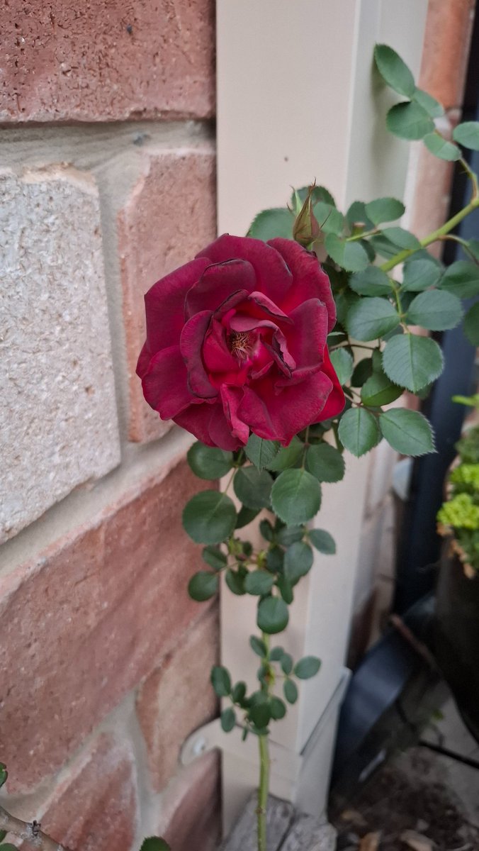 FactFirstNet's tweet image. Two years after a rose cutting they are producing flowers. Never knew what colour it was going to be but couldn't ask for better. Praise God. Yeeha