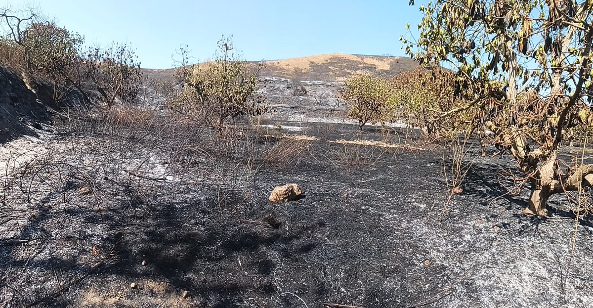 🔴Damos por EXTINGUIDO el #IFMijas (Málaga), paraje Rincón del Hinojal, a las 12.10 horas. 

La investigación de la BIIF <a href="/AAMM_And/">Agentes Medio Ambiente de Andalucía</a> señala a una colilla como causa de este incendio ocurrido ayer en el municipio malagueño.