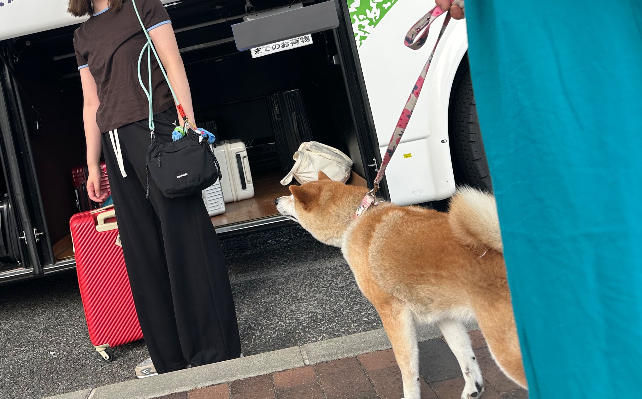 犬好き 夏の涼しい時間のお散歩🫶🏻気持ちいいね！ Walking in the