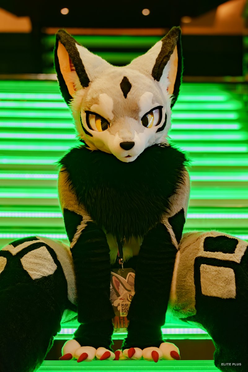 well-behaved dog
#UTFG2025