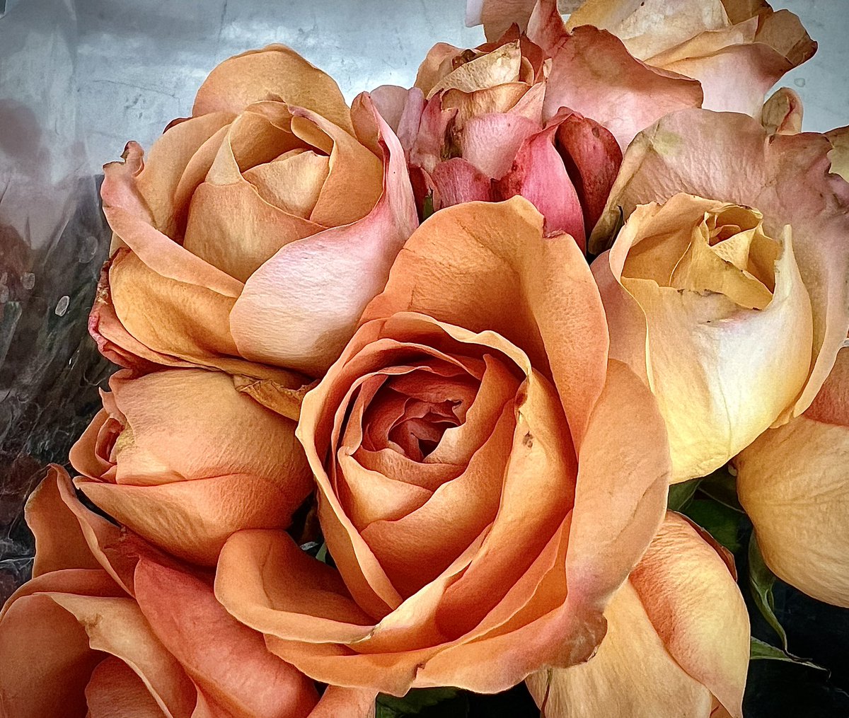 r_fototkr's tweet photo. Morning
#flowersonfriday #roses #flowerphotography #edgebrook #happyfoods https://t.co/DH25J2o4ZH