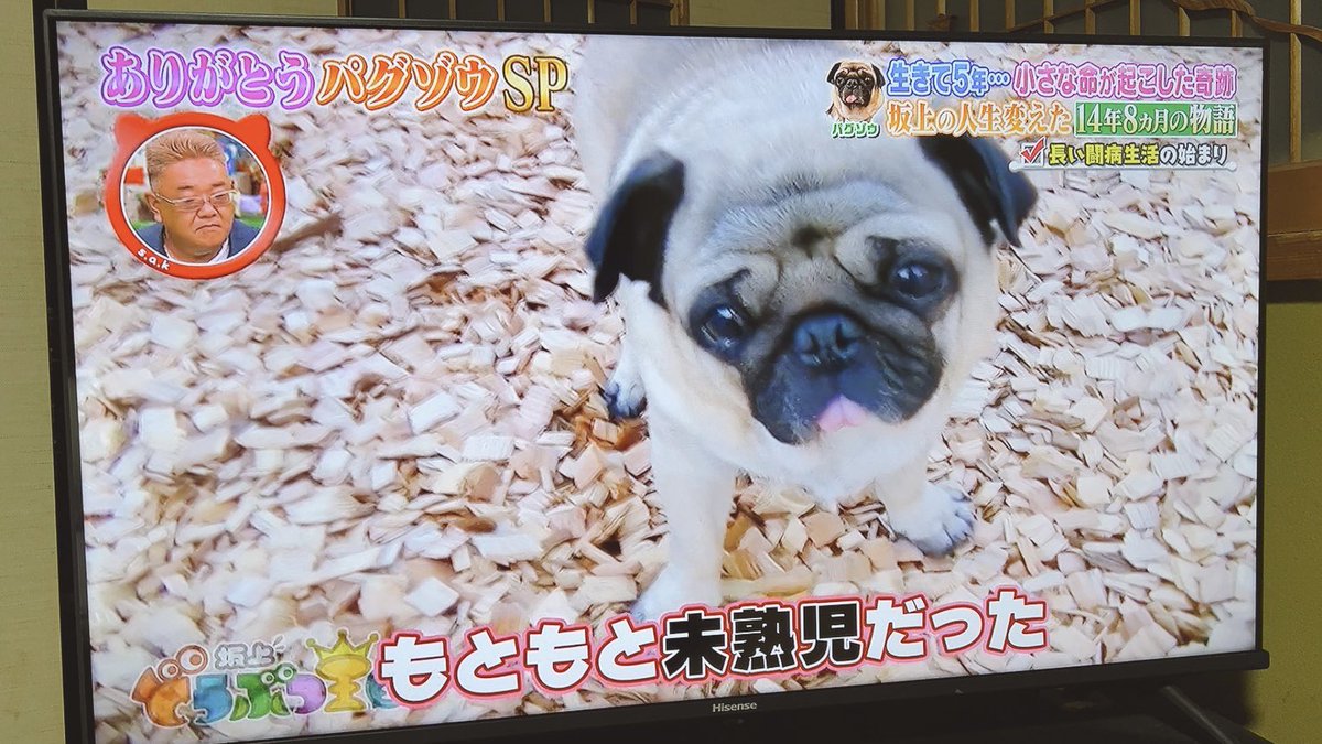 パグぞう ありがとう、パグゾウ - YouTube