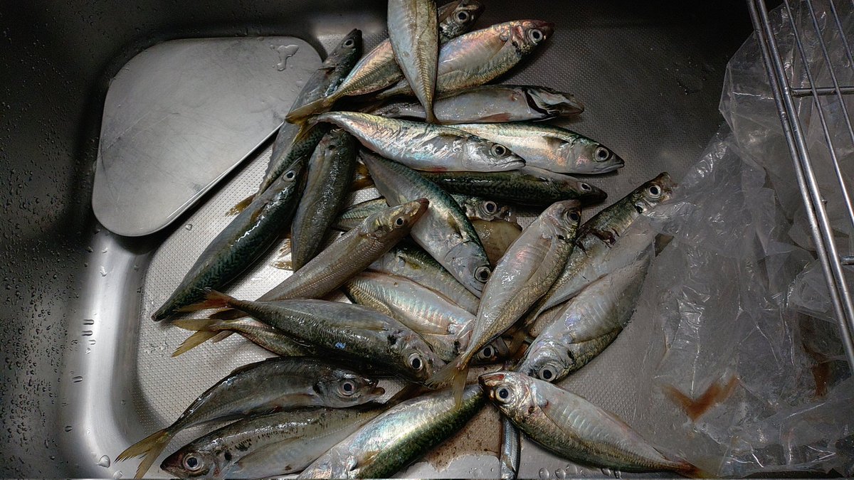 Tech21R's tweet image. 今日の釣果はアジ15尾、サバ7尾
キス1尾、カワハギ1尾でした！
アジは握りにキスとカワハギは刺身に😊