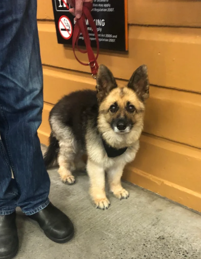 A German Shepherd with dwarfism.