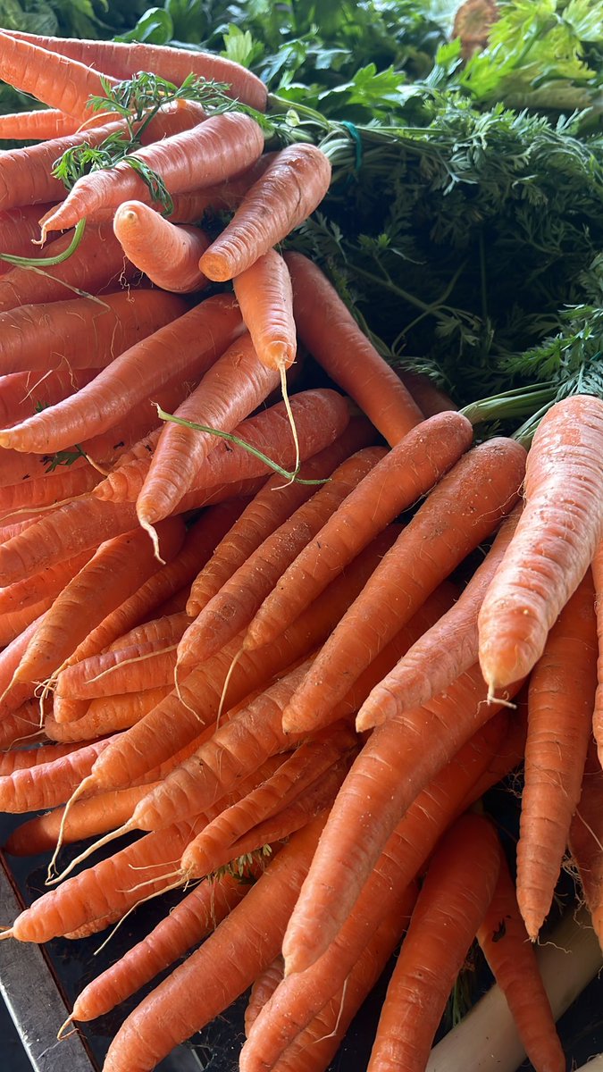 El Mot-li! d'ahir dijous 14 d'agost era PASTANAGA, 
bibliotecavirtual.diba.cat/ca/salut/propi…
...i el d'avui divendres 15 té 5️⃣ lletres, 🥕🥕🥕🥕🥕
vilaweb.cat/motli/
Ja l'heu trobat? I el tema de la setmana, l'heu descobert també? 
forms.gle/786WnZrovwqhuT…