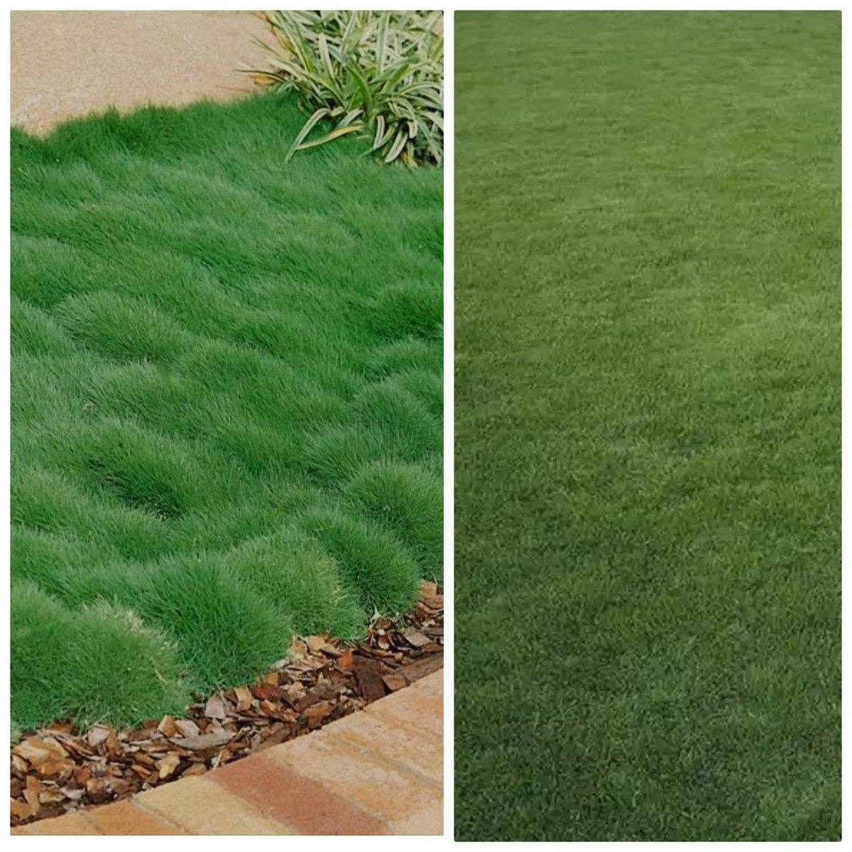 Carpet grass for sale! RT for awarness!
