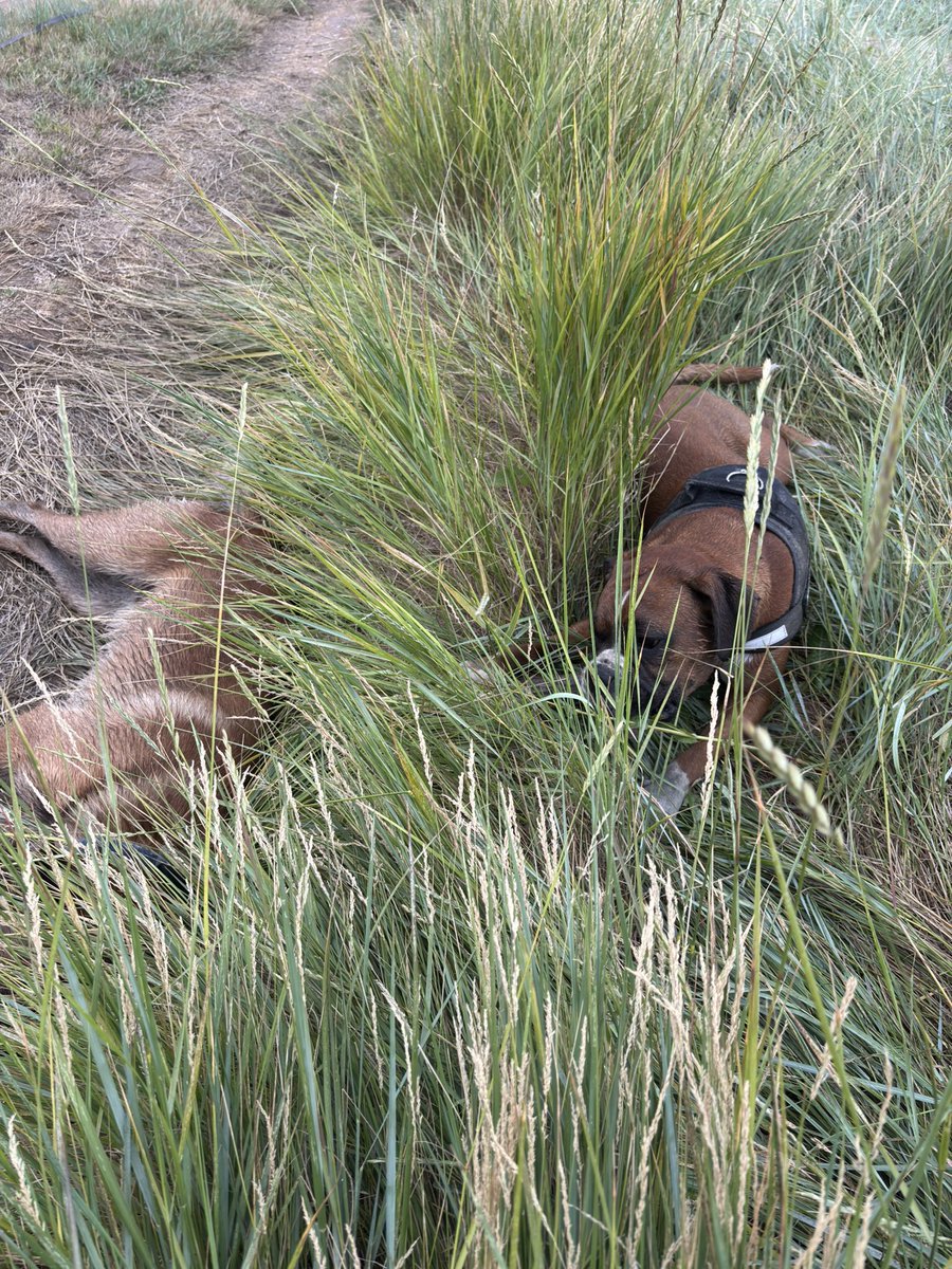 NaturePatrol's tweet image. Met up with my friend today 🐶 we had a great time running swimming play fighting 😃 now mums got to shower me 🤣 #boxerdog #dogs #funtimes #friendshavingfun #FridayVibes 🐶 🥰