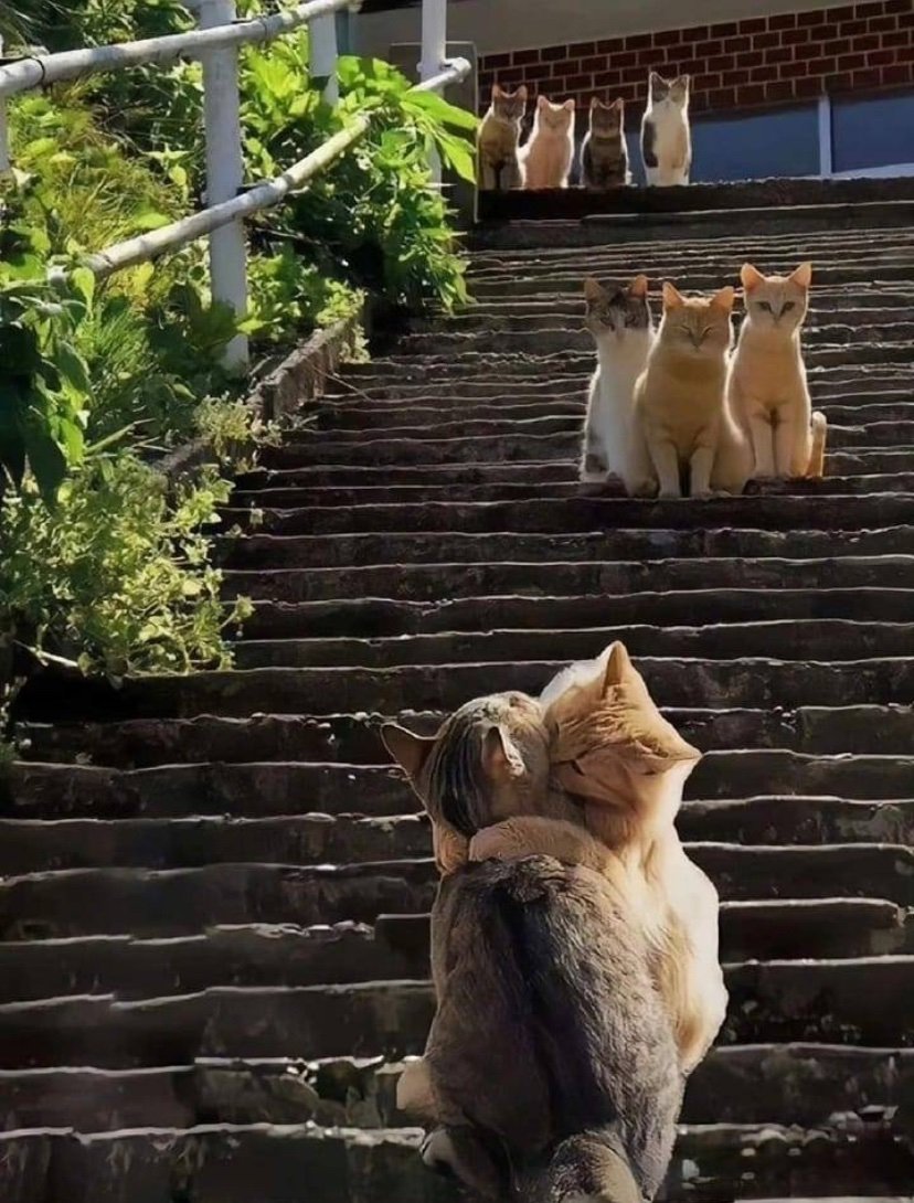 The pets only 🐾 tweet media