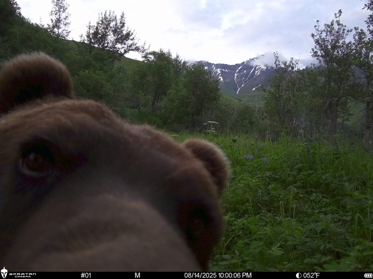 Trail_Cams's tweet photo. https://t.co/QbODNC4C6m