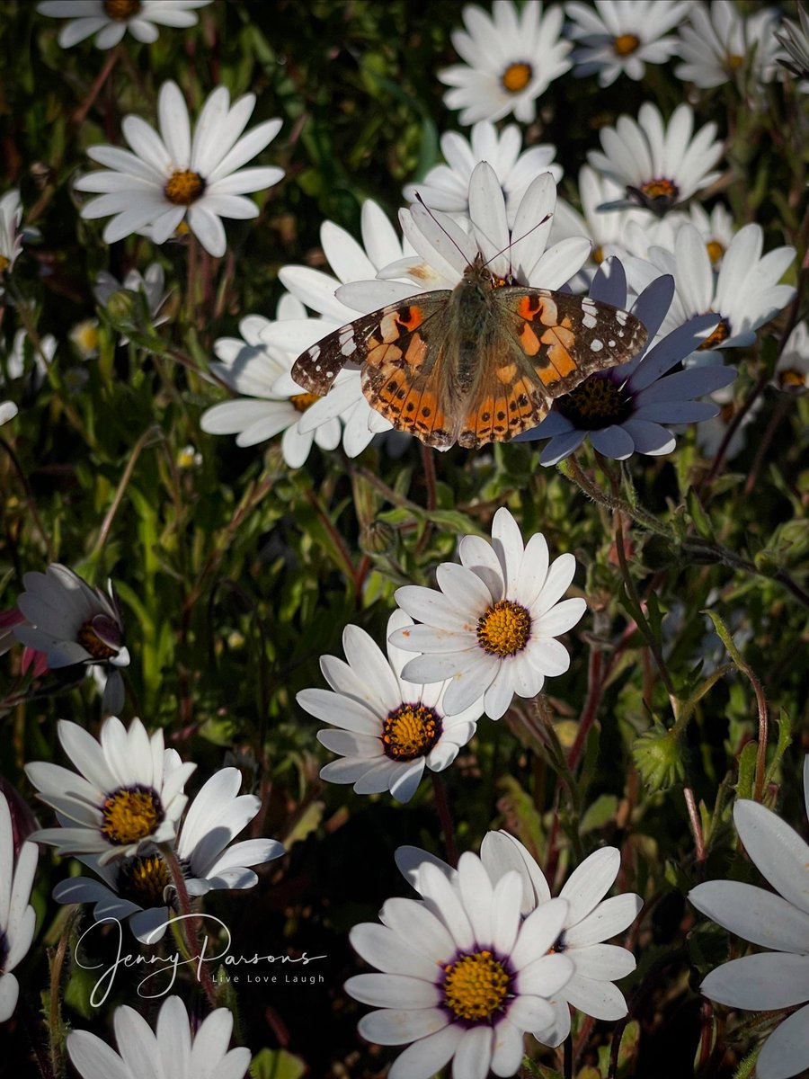 Nature shows one how renewal through growth, restoration &amp; rejuvenation is a simple recipe for life. Seeing beauty rather than imperfections, spending time reconnecting &amp; celebrating the changing seasons all talks metaphorically to being alive.