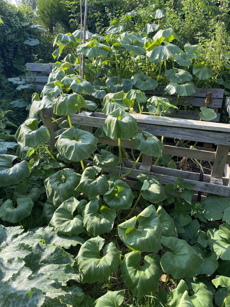 G27Marco's tweet photo. L’automne se profile ! #potimarron #courge #jardin https://t.co/Woy4UsCa60