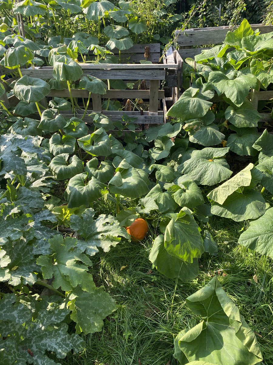 G27Marco's tweet photo. L’automne se profile ! #potimarron #courge #jardin https://t.co/Woy4UsCa60