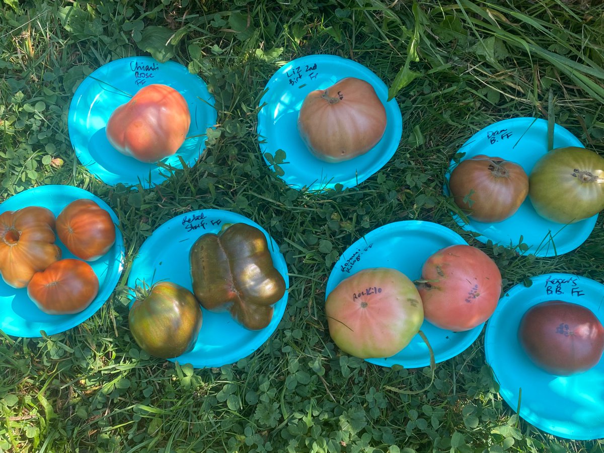 Harvesting some big ones. Most at first break of colour, to finish ripening indoors. 

Roger’s Best Black was hiding deep in the plant so he’s pretty ripe … and luscious looking 😋.  

#NotYourRegularRedTomato