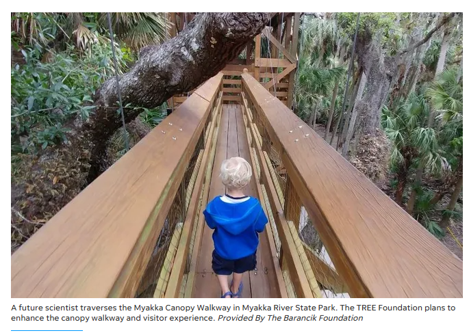 TREE Foundation (@treefoundation) on Twitter photo Grateful to the Charles & Margery Barancik Foundation for a $50K grant, part of $8.1M awarded to uplift #nonprofits like ours. Your support strengthens the #Myakka River #canopywalkway experience! 🌲🤝
📖Read more here: heraldtribune.com/story/news/loc…
<a href="/canopymeg/">Meg Lowman</a> Grateful to the Charles & Margery Barancik Foundation for a $50K grant, part of $8.1M awarded to uplift #nonprofits like ours. Your support strengthens the #Myakka River #canopywalkway experience! 🌲🤝
📖Read more here: heraldtribune.com/story/news/loc…
<a href="/canopymeg/">Meg Lowman</a>