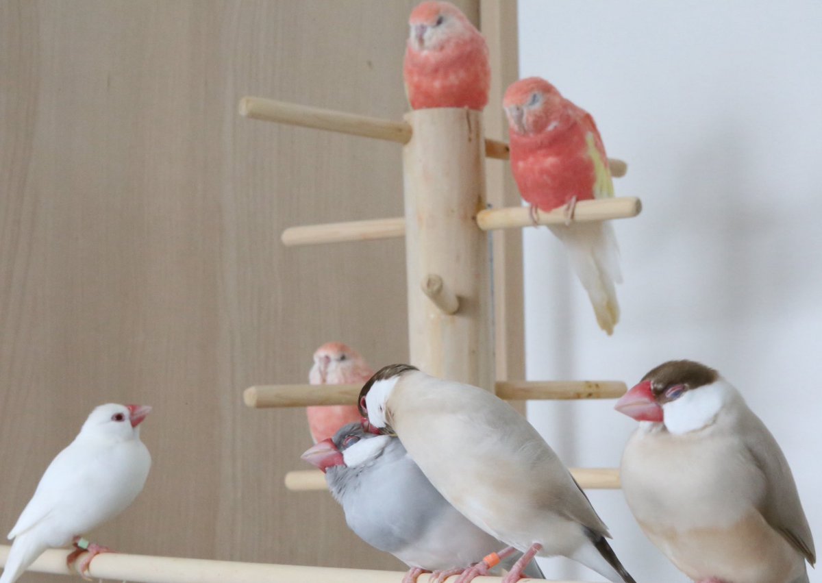 我が家には沢山の色んな種類の鳥達がいるけど　どの子もそれぞれ可愛い個性があって　とっても愛おしい💕皆んな　皆んな長生きして　一緒に過ごせる時間が少しでも長くありますように✨