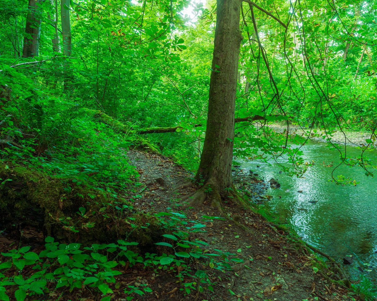 dan23freedom's tweet photo. Twilight on a Local Trail
·
📷 1/20 sec at f/5,6, ISO 1250, 28 mm standard 24-50mm —👤 #dan23freedom
#Photography #EmeraldForest #TwilightTrail #SecludedPath #NatureAesthetics #RiversideWalk #ForestGlow #Peaceful #WoodlandMagic #DeepGreen #NatureWalk #Trees #Germany #NRW https://t.co/Lz1AeEplBI