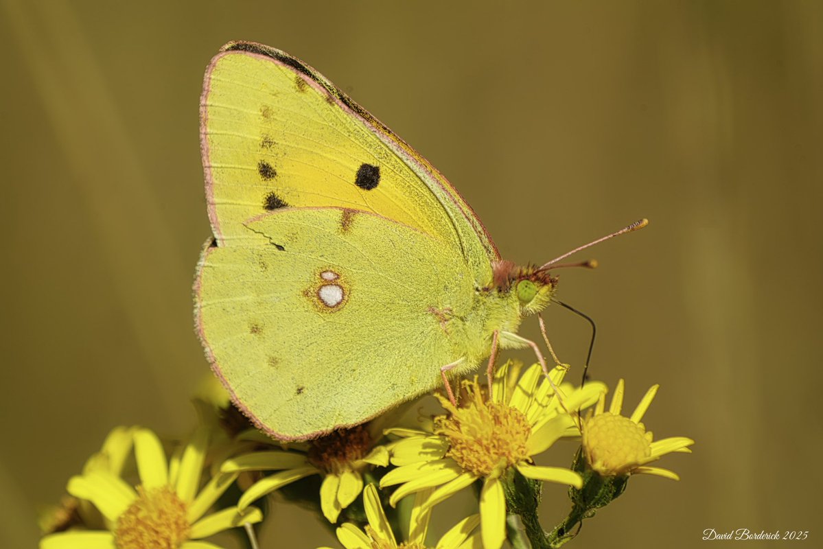 David Borderick (@daveborderick) on Twitter photo Clouded Yellow on North Wall at RSPBMinsmere this morning <a href="/RSPBMinsmere/">RSPB Minsmere π</a> <a href="/Natures_Voice/">RSPB</a> <a href="/RSPBEngland/">RSPB England</a> <a href="/savebutterflies/">Butterfly Conservation π¦</a> <a href="/BC_Suffolk/">BC Suffolk Branch</a> <a href="/SuffolkRecorder/">Suffolk Butterfly Recorder</a> Clouded Yellow on North Wall at RSPBMinsmere this morning <a href="/RSPBMinsmere/">RSPB Minsmere π</a> <a href="/Natures_Voice/">RSPB</a> <a href="/RSPBEngland/">RSPB England</a> <a href="/savebutterflies/">Butterfly Conservation π¦</a> <a href="/BC_Suffolk/">BC Suffolk Branch</a> <a href="/SuffolkRecorder/">Suffolk Butterfly Recorder</a>