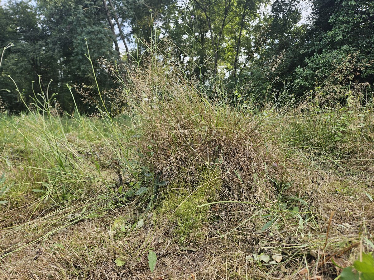 Aan het hooien in het oudste hooilandje bij de Maandag (bijna 40 jaar maaien met zeis en bosmaaier): mierenbult 60 x 60 x 40 cm. Blauwe knoop, Boshavikskruid, Grasmuur, Schapenzuring, Struisgras en Haakmos. Uniek in deze regio!