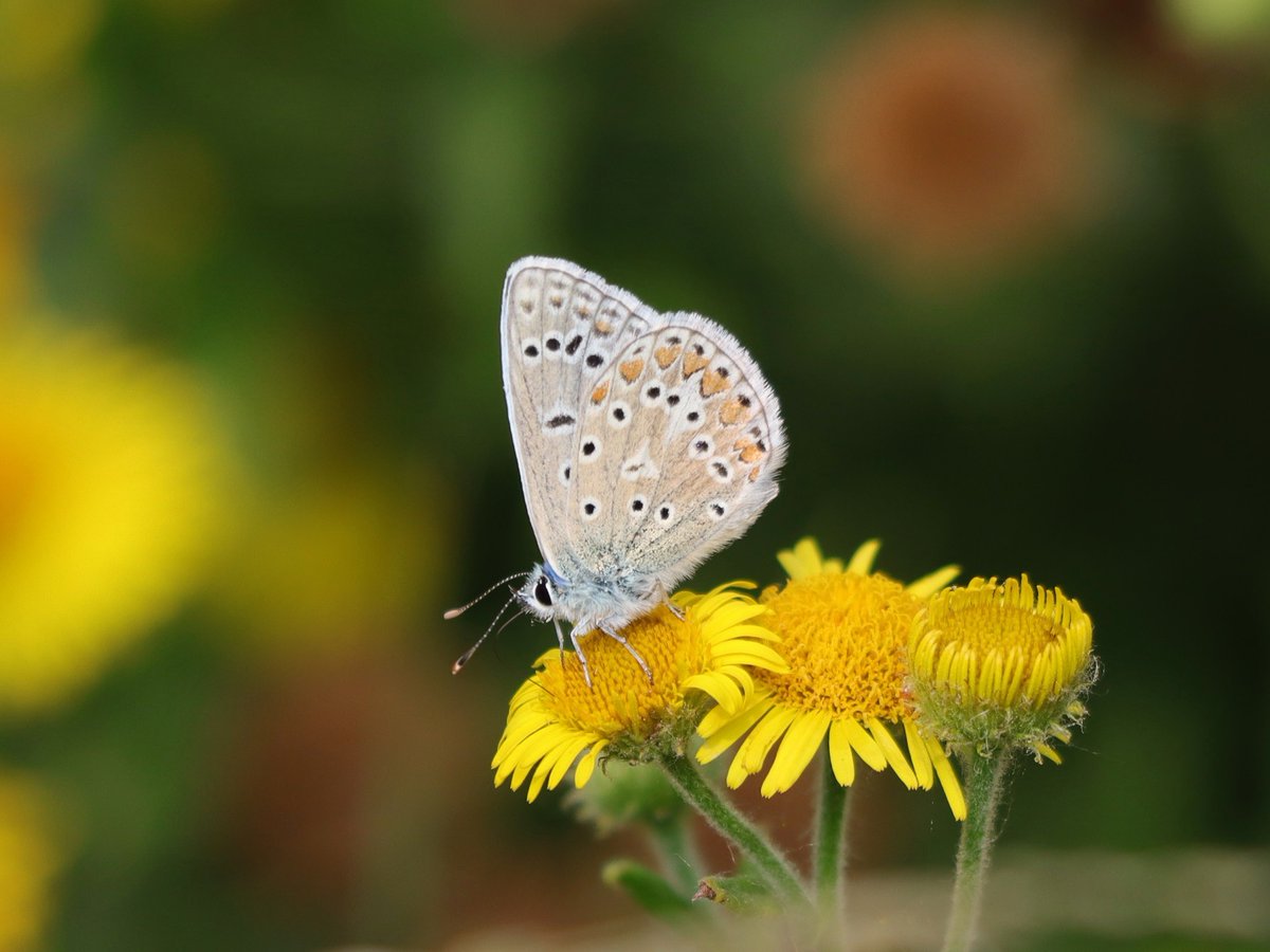 Tony Stanford (@tstanford3722) on Twitter photo Common Blue Butterfly taken locally. <a href="/wildlifebcn/">The Wildlife Trust for Beds, Cambs & Northants</a> <a href="/BedsNthantsBC/">Beds and Northants BC</a> <a href="/Natures_Voice/">RSPB</a> <a href="/NatureUK/">NatureUK</a> <a href="/Britnatureguide/">The British Nature Guide</a> #NaturePhotography Common Blue Butterfly taken locally. <a href="/wildlifebcn/">The Wildlife Trust for Beds, Cambs & Northants</a> <a href="/BedsNthantsBC/">Beds and Northants BC</a> <a href="/Natures_Voice/">RSPB</a> <a href="/NatureUK/">NatureUK</a> <a href="/Britnatureguide/">The British Nature Guide</a> #NaturePhotography