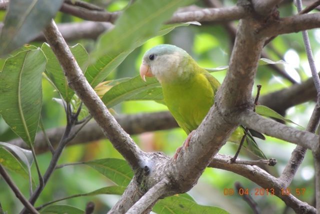 bita_marie's tweet photo. Ellos tenían hogar. 🦜🐿
El 13/08 lo perdieron.

9 ficus de más de 40 años fueron talados de forma drástica en la Cdla. Las Garzas, Guayaquil, sin autorización municipal.

 Hilo 🧵 1/4
