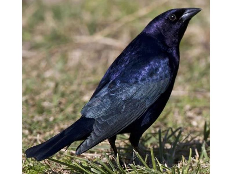 Ellos tenían hogar. 🦜🐿
El 13/08 lo perdieron.

9 ficus de más de 40 años fueron talados de forma drástica en la Cdla. Las Garzas, Guayaquil, sin autorización municipal.

 Hilo 🧵 1/4