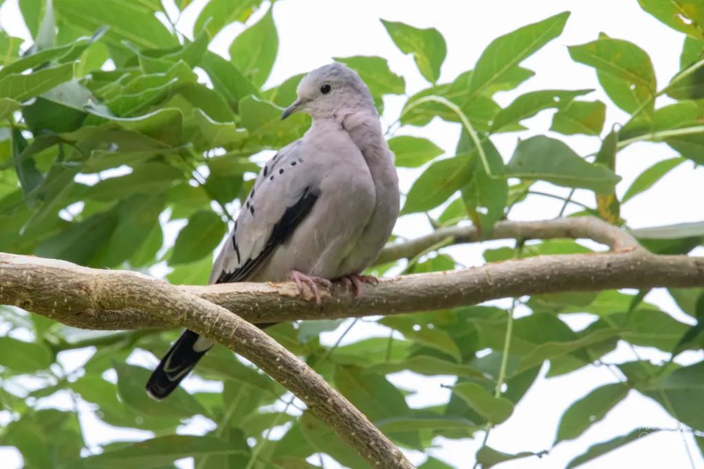 bita_marie's tweet photo. Ellos tenían hogar. 🦜🐿
El 13/08 lo perdieron.

9 ficus de más de 40 años fueron talados de forma drástica en la Cdla. Las Garzas, Guayaquil, sin autorización municipal.

 Hilo 🧵 1/4