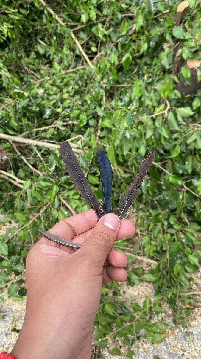 bita_marie's tweet photo. La fauna no "se muda" en un dia: pierde crías, alimento y refugio. 

En Guayaquil, la ordenanza de arbolado urbano exige permiso incluso en propiedad privada y la supervisión de un técnico municipal. 👉🏻 La multa es de $4.500 por árbol y $22.500 si es patrimonial.
3/4