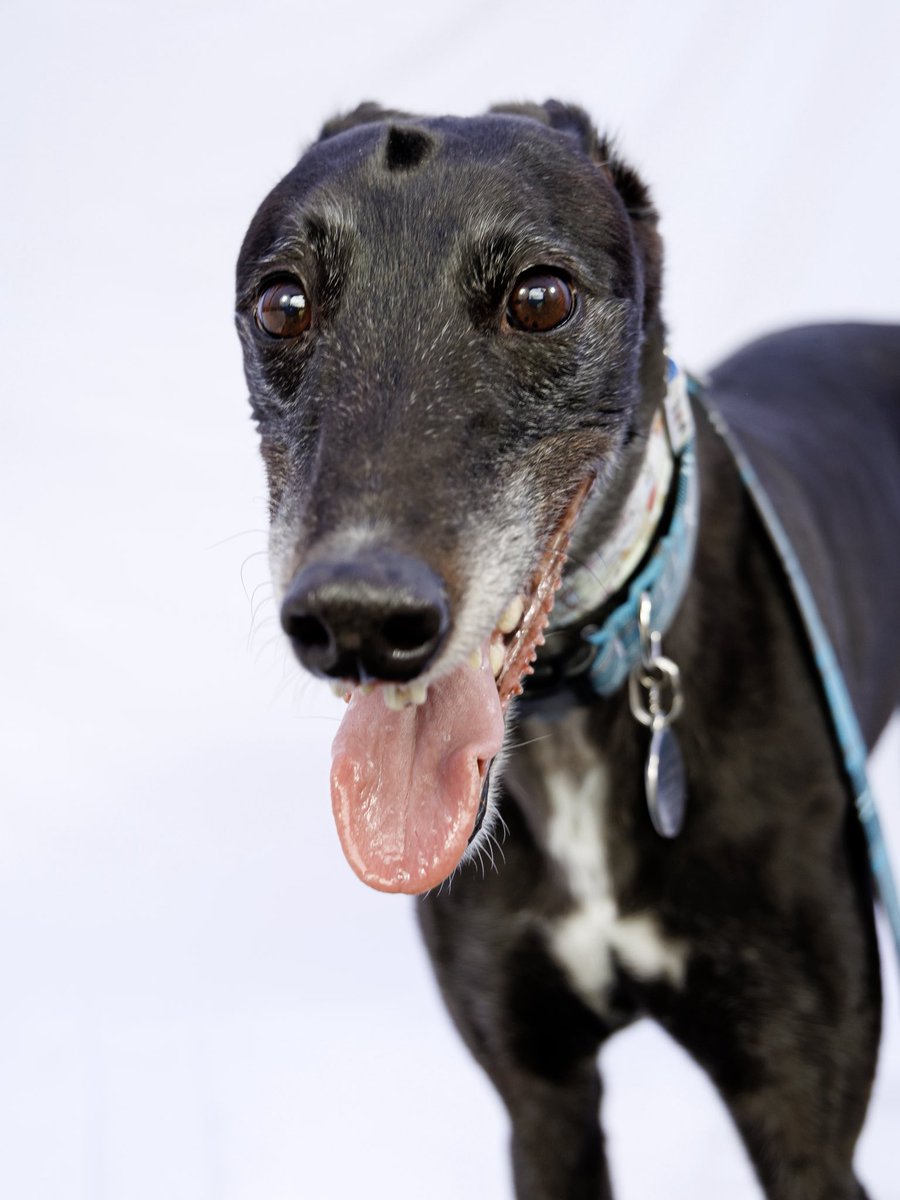 I did some posh photographer posing at Greyfest &amp; we got my photos today. Not bad for an aging 9 year old.