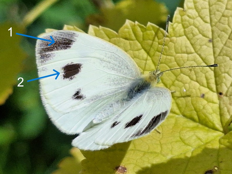 BC Suffolk Branch (@bc_suffolk) on Twitter photo Seen a Southern Small White?
Difficult to distinguish from other whites. James Corton, Suffolk Butterfly Recorder, has produced a guide based on data from <a href="/chrisvanswaay/">Chris van Swaay</a> an expert on the species. Go to our home page suffolkbutterflies.org.uk & click on the link to the guide. Seen a Southern Small White?
Difficult to distinguish from other whites. James Corton, Suffolk Butterfly Recorder, has produced a guide based on data from <a href="/chrisvanswaay/">Chris van Swaay</a> an expert on the species. Go to our home page suffolkbutterflies.org.uk & click on the link to the guide.