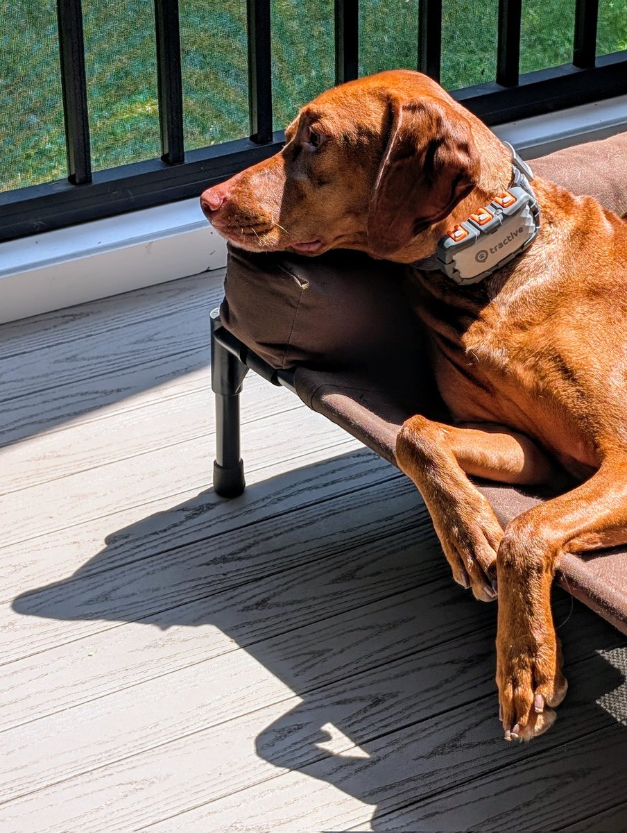 🚨 National Relaxation Day 🚨
ACTIVATION MODE: ON

#vizsla #IntrepidPupYonder