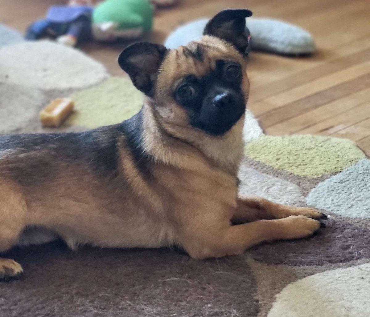 This is Cosmo. "WE LIVE FAM" 
kick.com/derpyog
twitch.tv/derpyog_