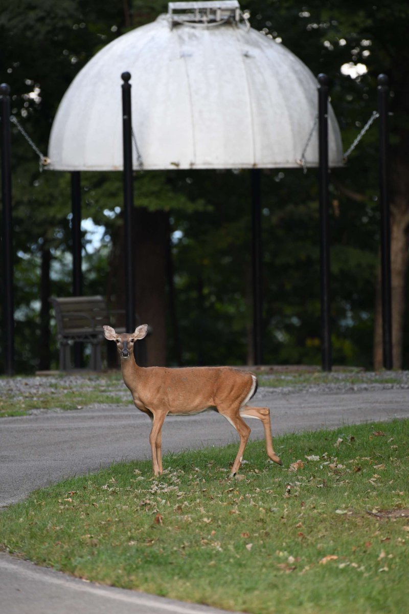 dyerobservers's tweet image. Nestled amidst the wonders of nature and the sky, Dyer Observatory is a place where you can learn and unwind.

Keep an eye out for upcoming events by following us on Eventbrite: ow.ly/5YJX50WujHz