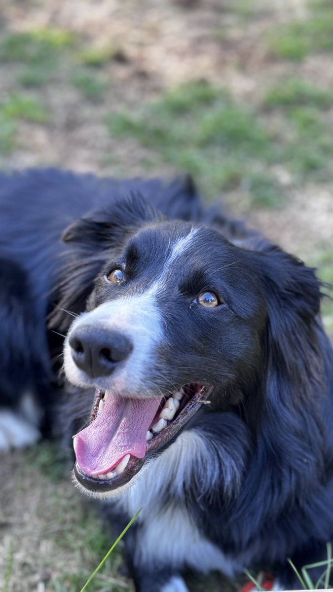 Foundant's tweet image. As we welcome Lauren Cardoni, our new Director of Design, to Foundant, we also welcome her two boys, Ravioli and Rigatoni. Both are border collies with energy dialed to 11 all day, every day!
 #FoundantSmartSimple #PetsAtWork #Furrycoworker #furryfriends