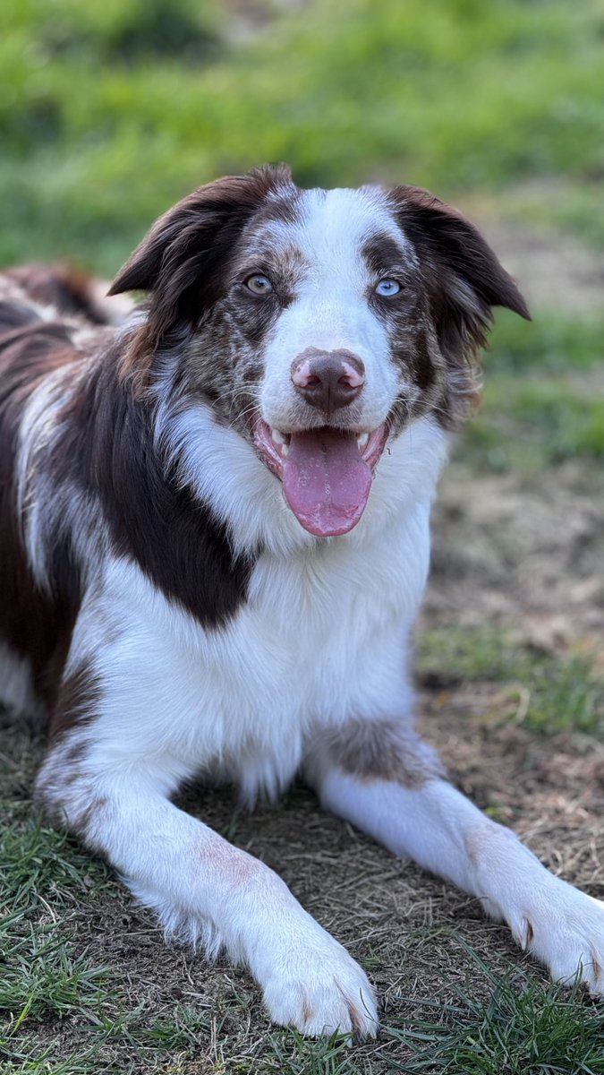 Foundant's tweet image. As we welcome Lauren Cardoni, our new Director of Design, to Foundant, we also welcome her two boys, Ravioli and Rigatoni. Both are border collies with energy dialed to 11 all day, every day!
 #FoundantSmartSimple #PetsAtWork #Furrycoworker #furryfriends