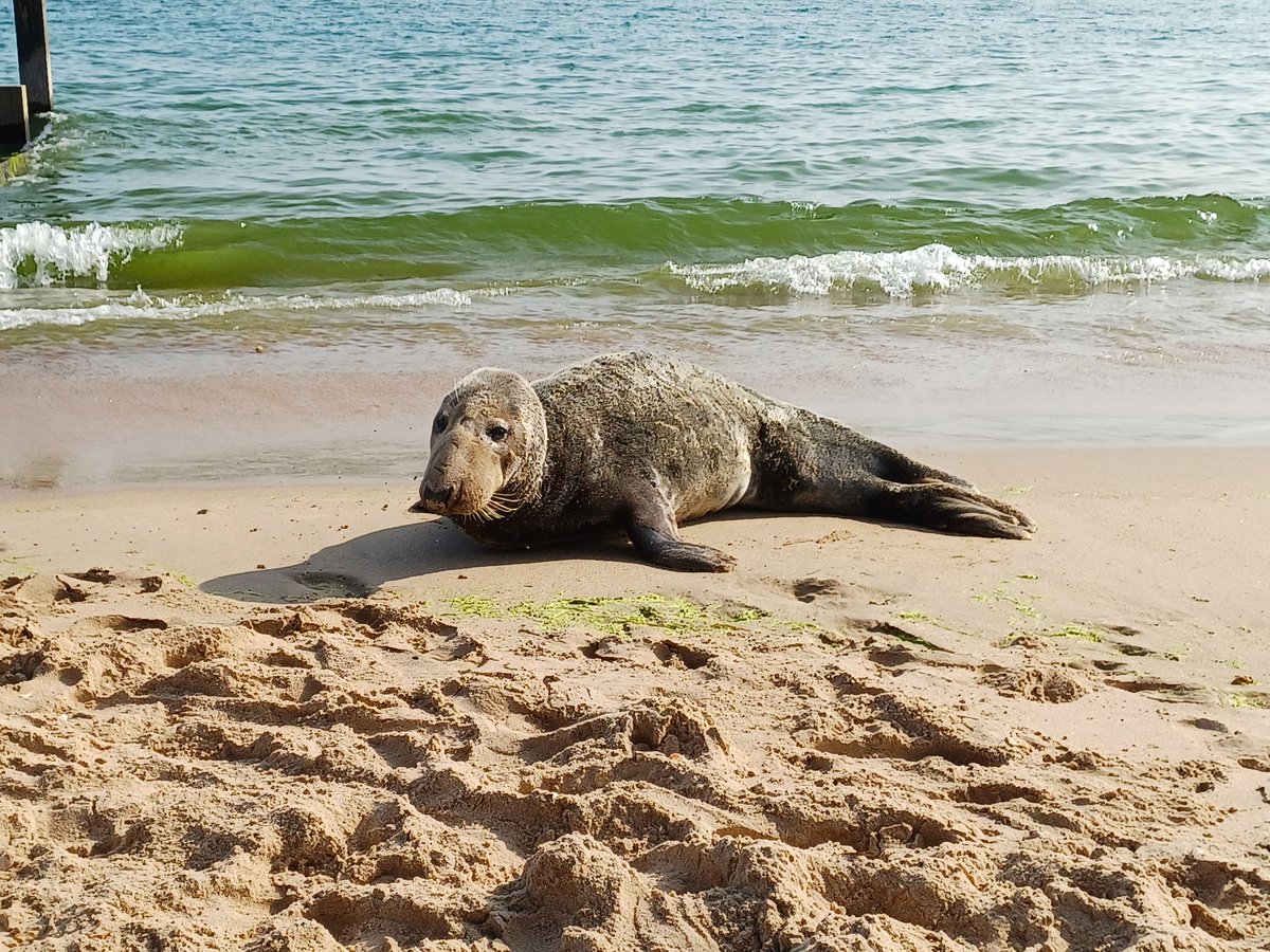 John R. Constable (@johnrconstable) on Twitter photo England 🏴 Bournemouth: Beached:
Lazing on a sunny afternoon 😎 England 🏴 Bournemouth: Beached:
Lazing on a sunny afternoon 😎